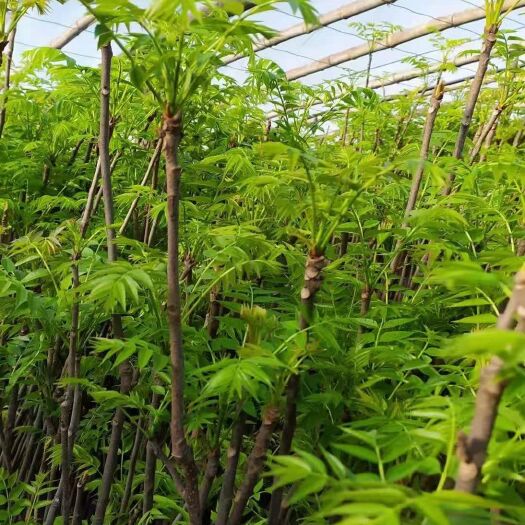 淄博 花椒芽