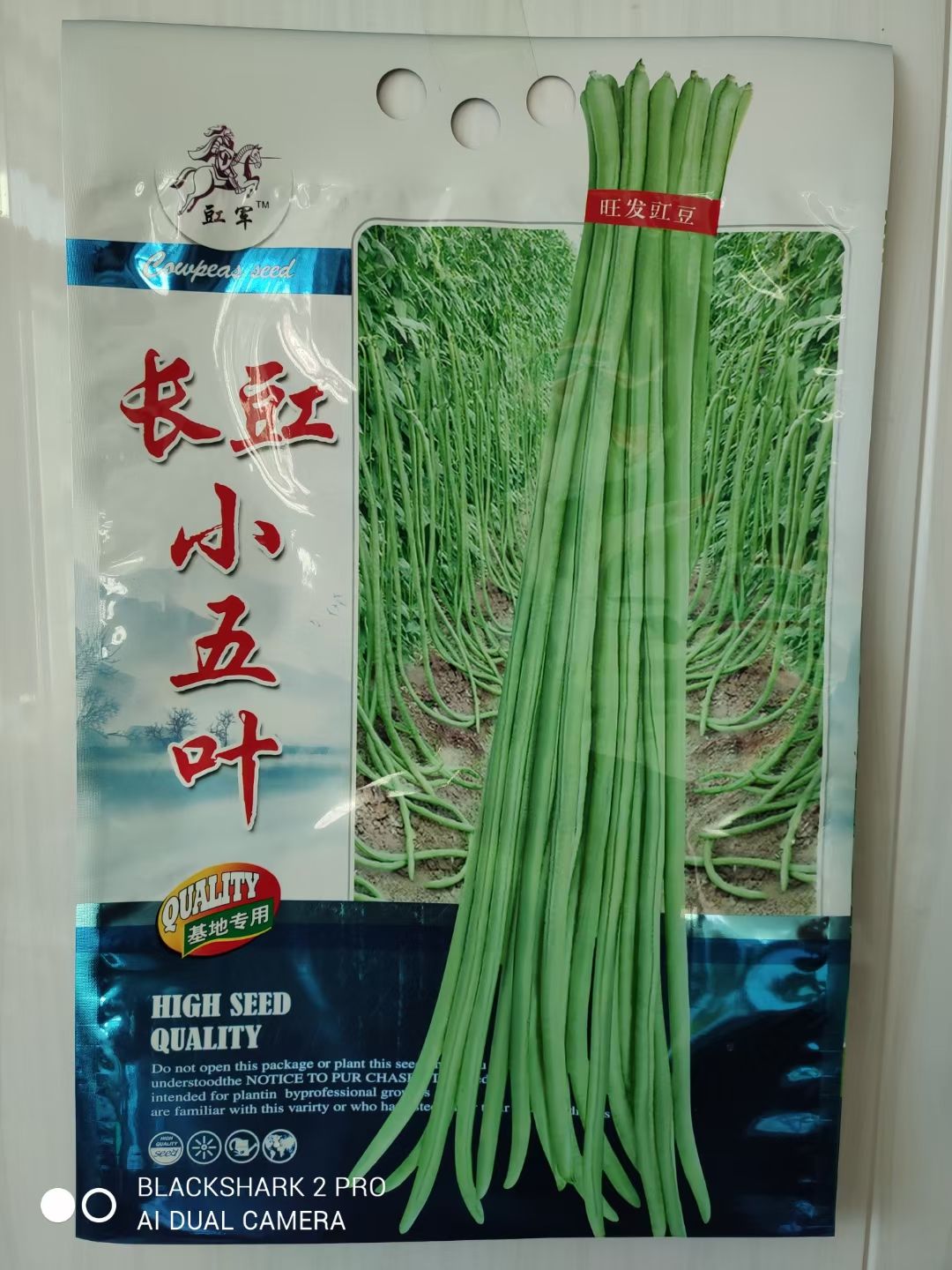 新民市豆角种子  长豇豆 旺发 长豇小五叶