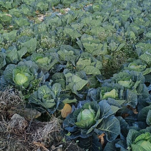彭州市平包菜 大批寒将军莲花白出售：