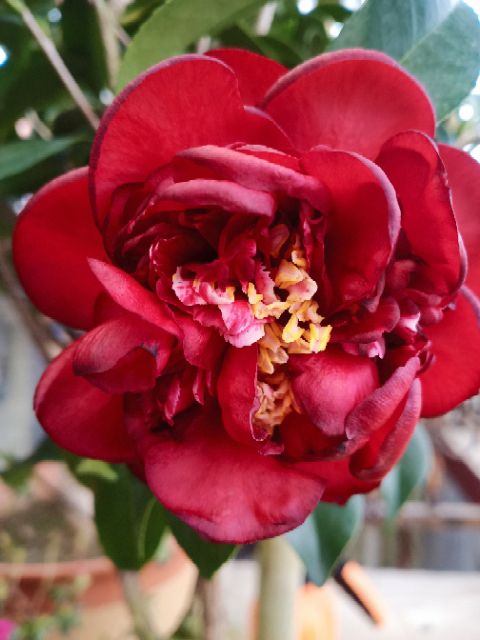 茶花 50~80cm 