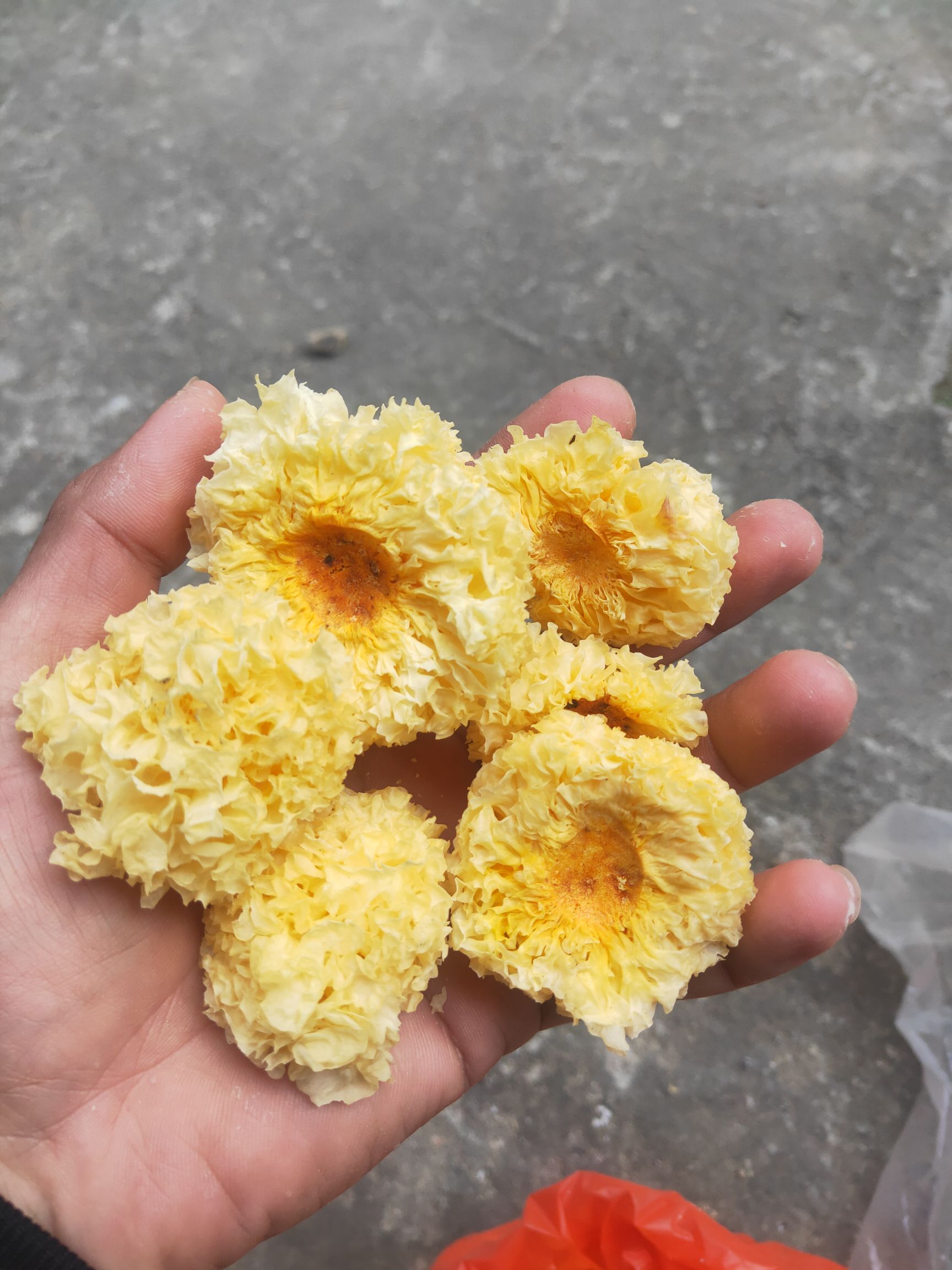 椴木银耳  椴木小银耳  高山段木银耳 福建古田产地直发 全