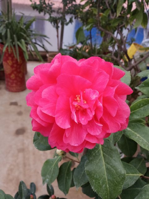 茶花 50~80cm 