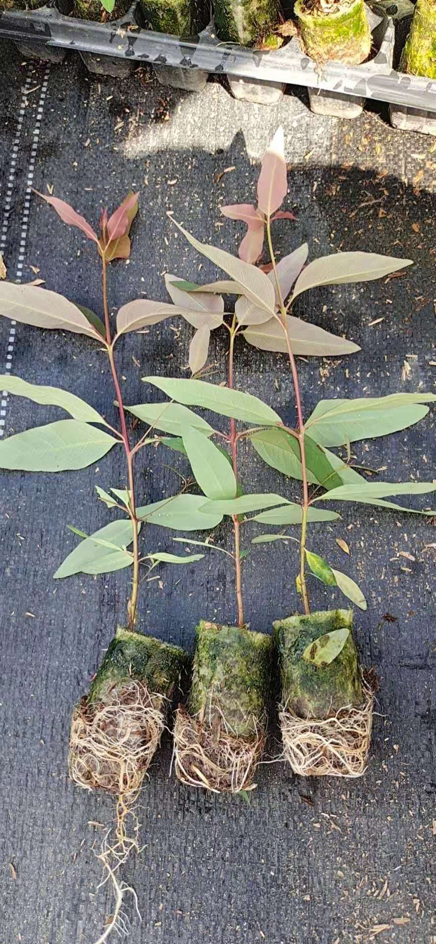 长期出售广9、29、K3桉树苗