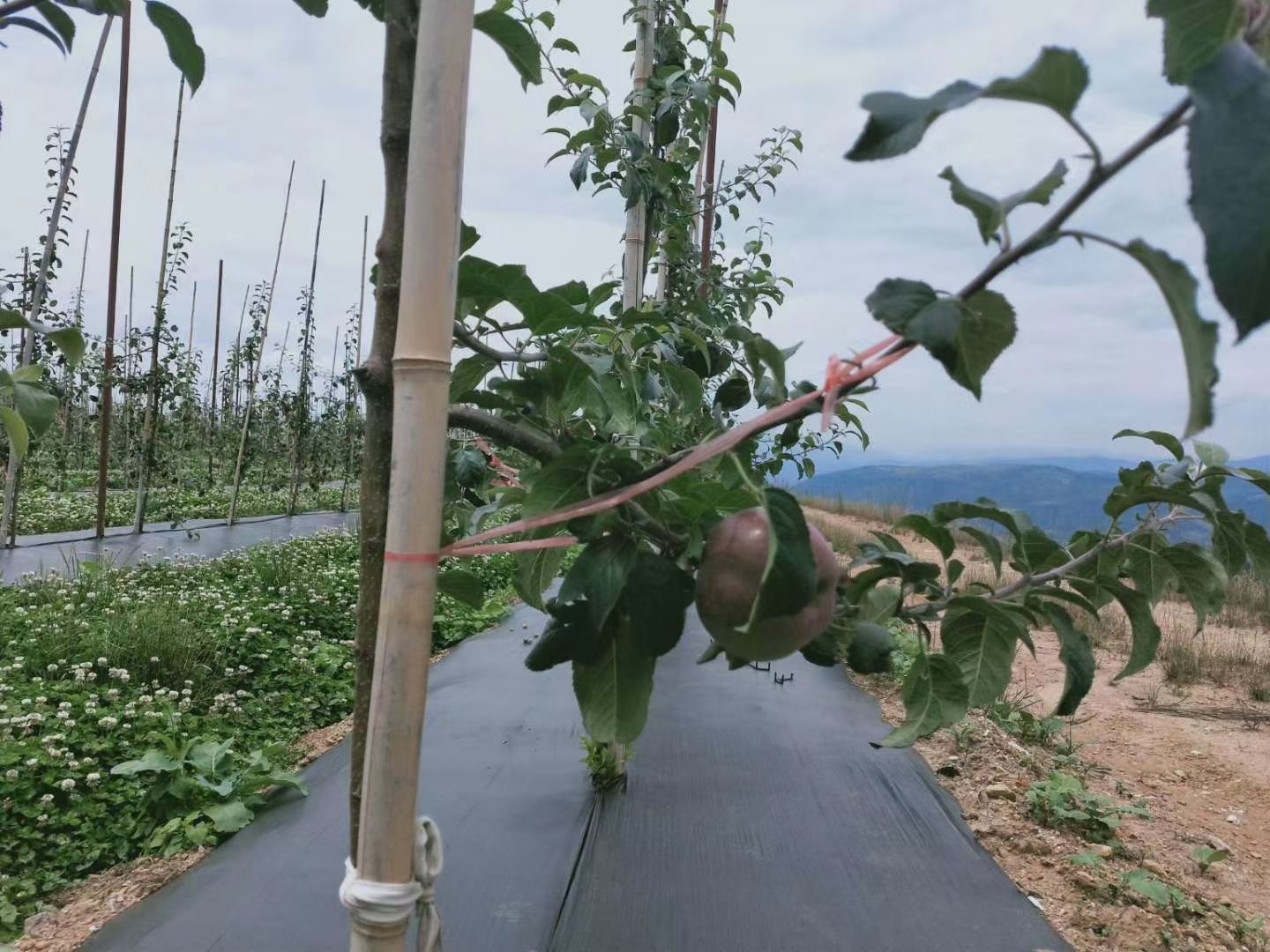 防草布除草布抗老化果园果树遮草盖草布农用园艺地布耐用透气保湿