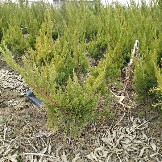 新沂市小龙柏 龙柏苗绿化工程色块小苗