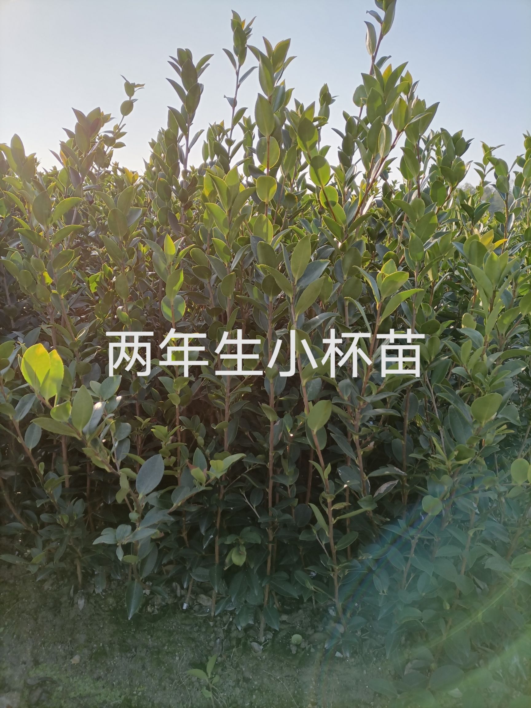 湘林210油茶树苗 苗床小杯苗 优质种植 湖南株洲攸县发货