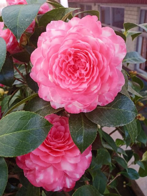 茶花 50~80cm 
