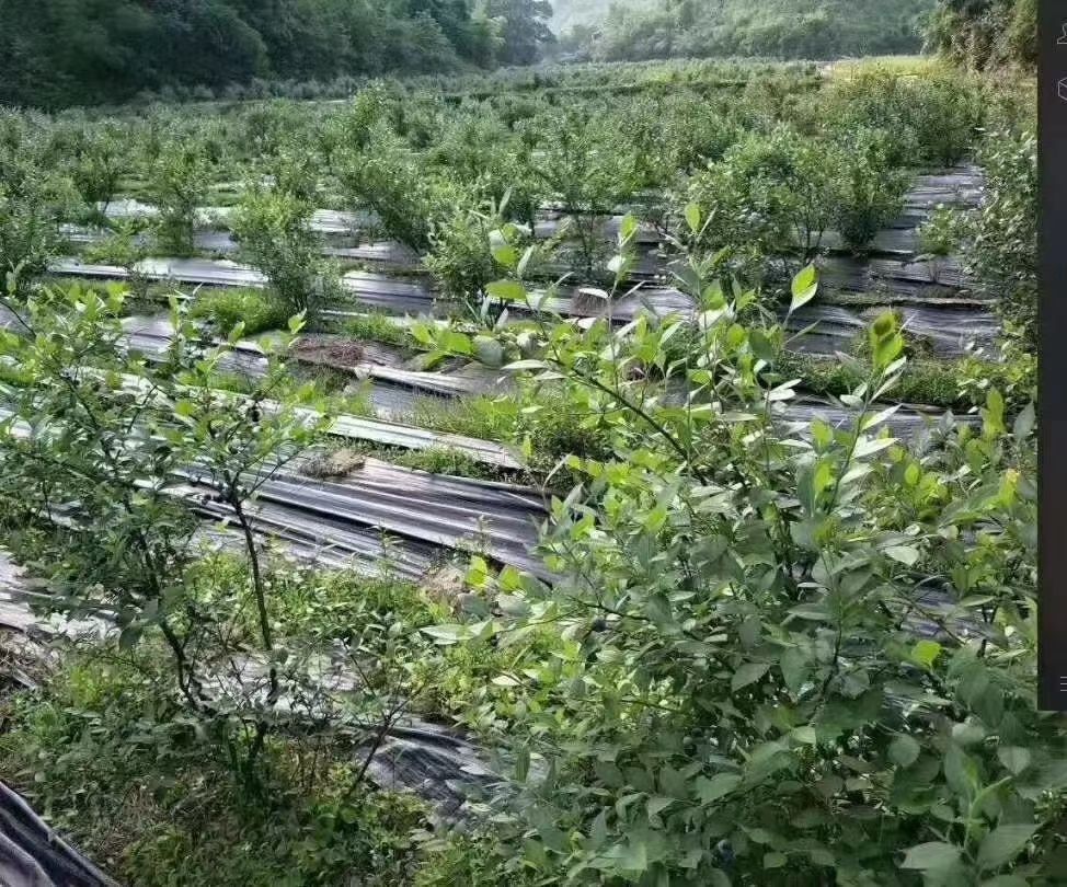 防草布除草布抗老化果园果树遮草盖草布农用园艺地布耐用透气保湿