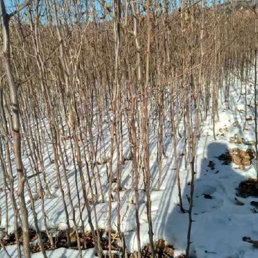 围场县苹果树苗  123果树苗，小苹果苗，香果苗等应有尽有