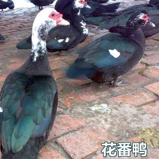 南宁花番鸭苗精选番鸭苗 统苗 包打疫苗 运输成活率 技术指导