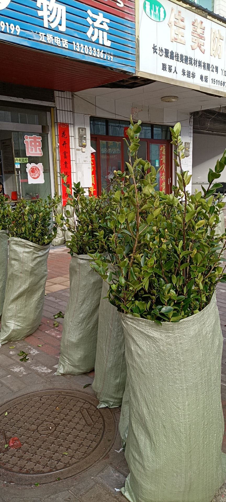 湘林210油茶树苗 苗床小杯苗 优质种植 湖南株洲攸县发货