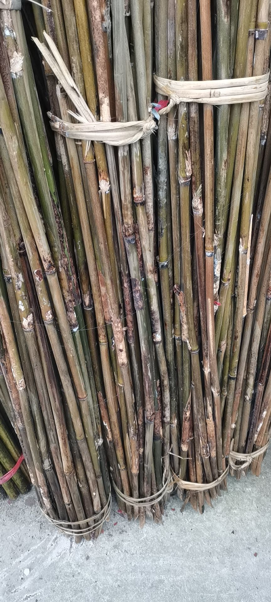 毛竹 物美价廉，货源充足