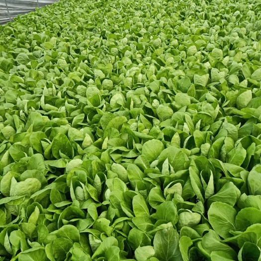 成都代收 供货 出货  定点新鲜出炉菜地小白菜