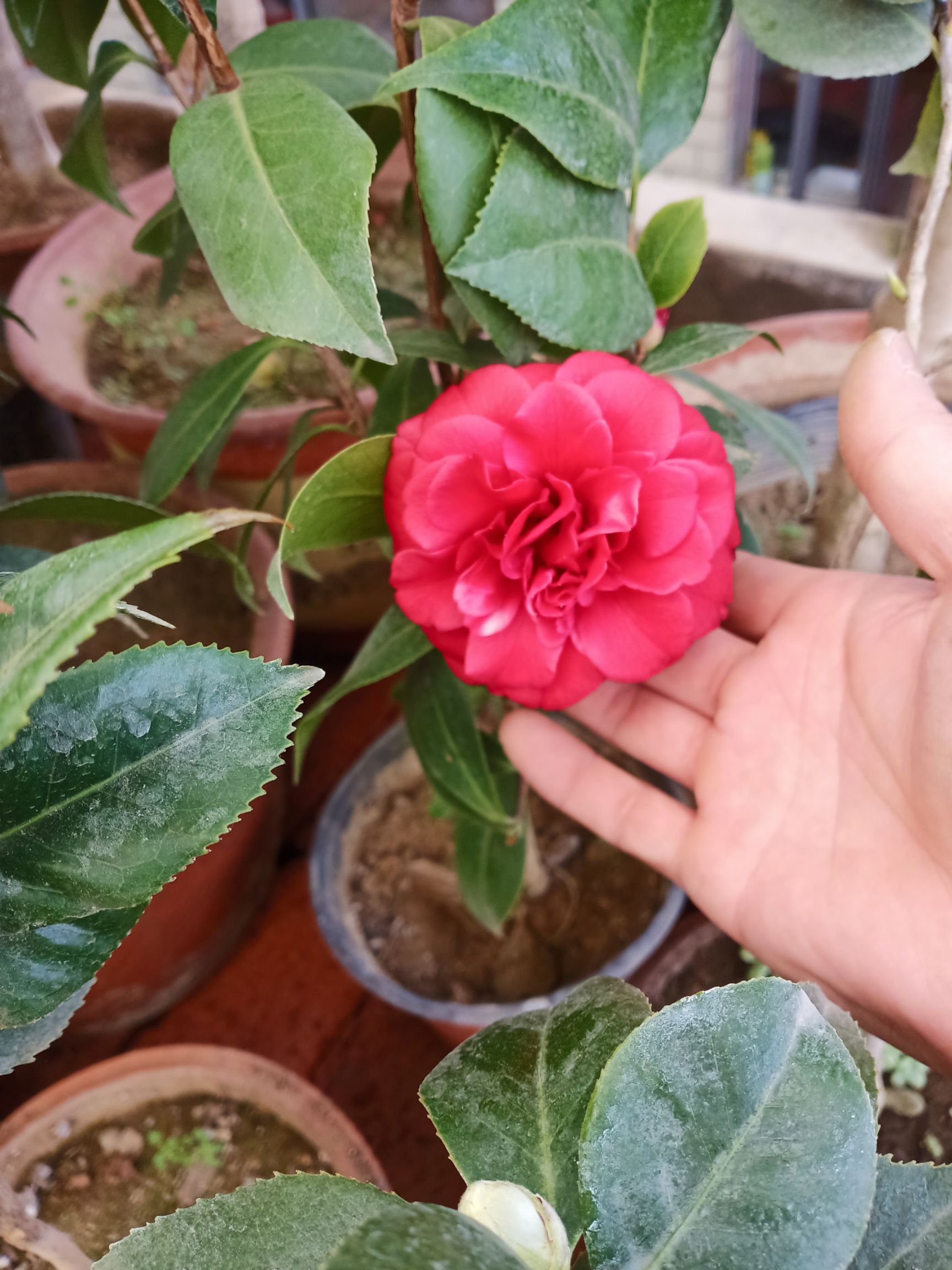 茶花 50~80cm 