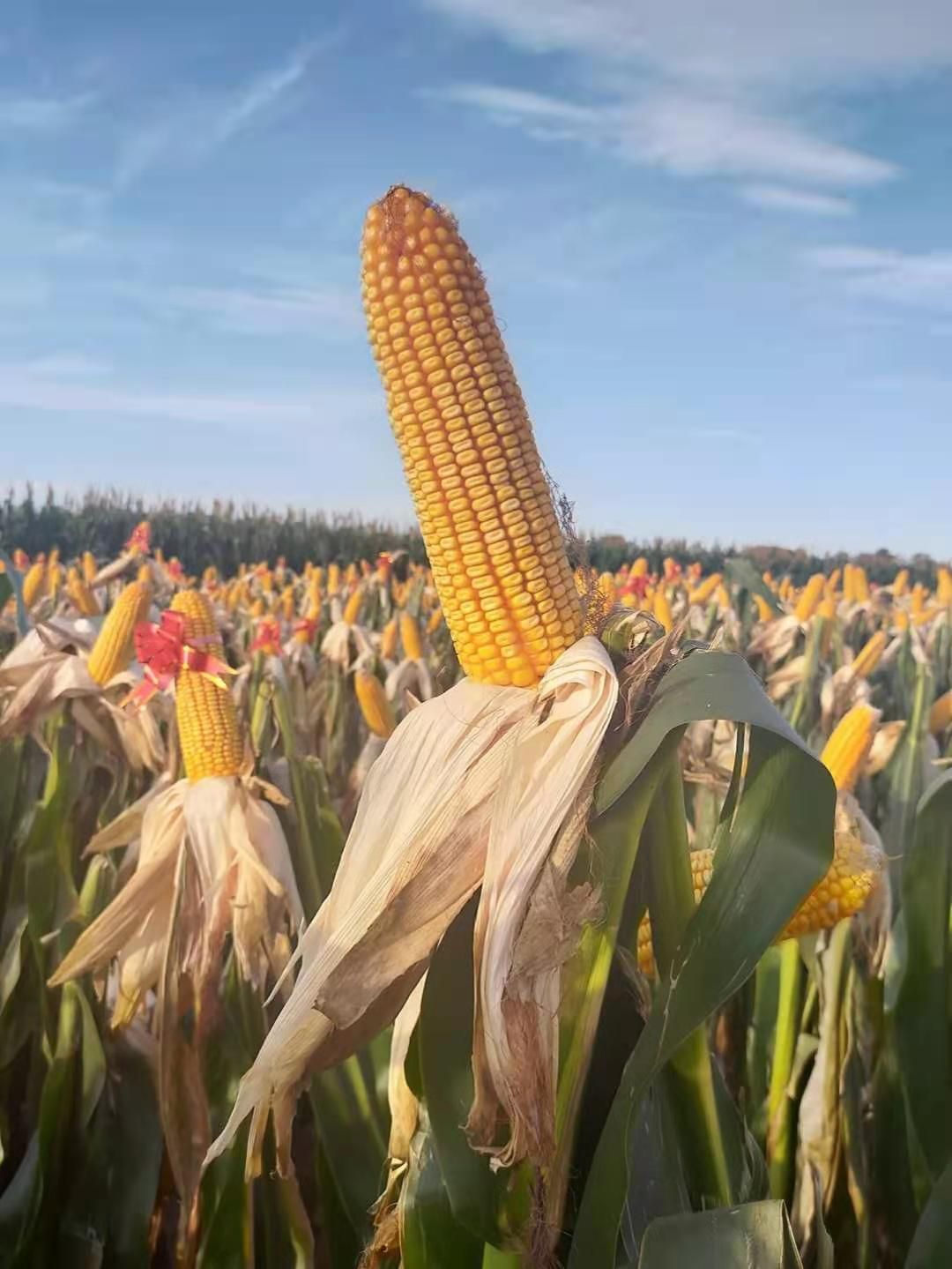 玉米种子  金研919白轴大棒抗倒.抗旱.授粉结实好.深马齿.产量高！