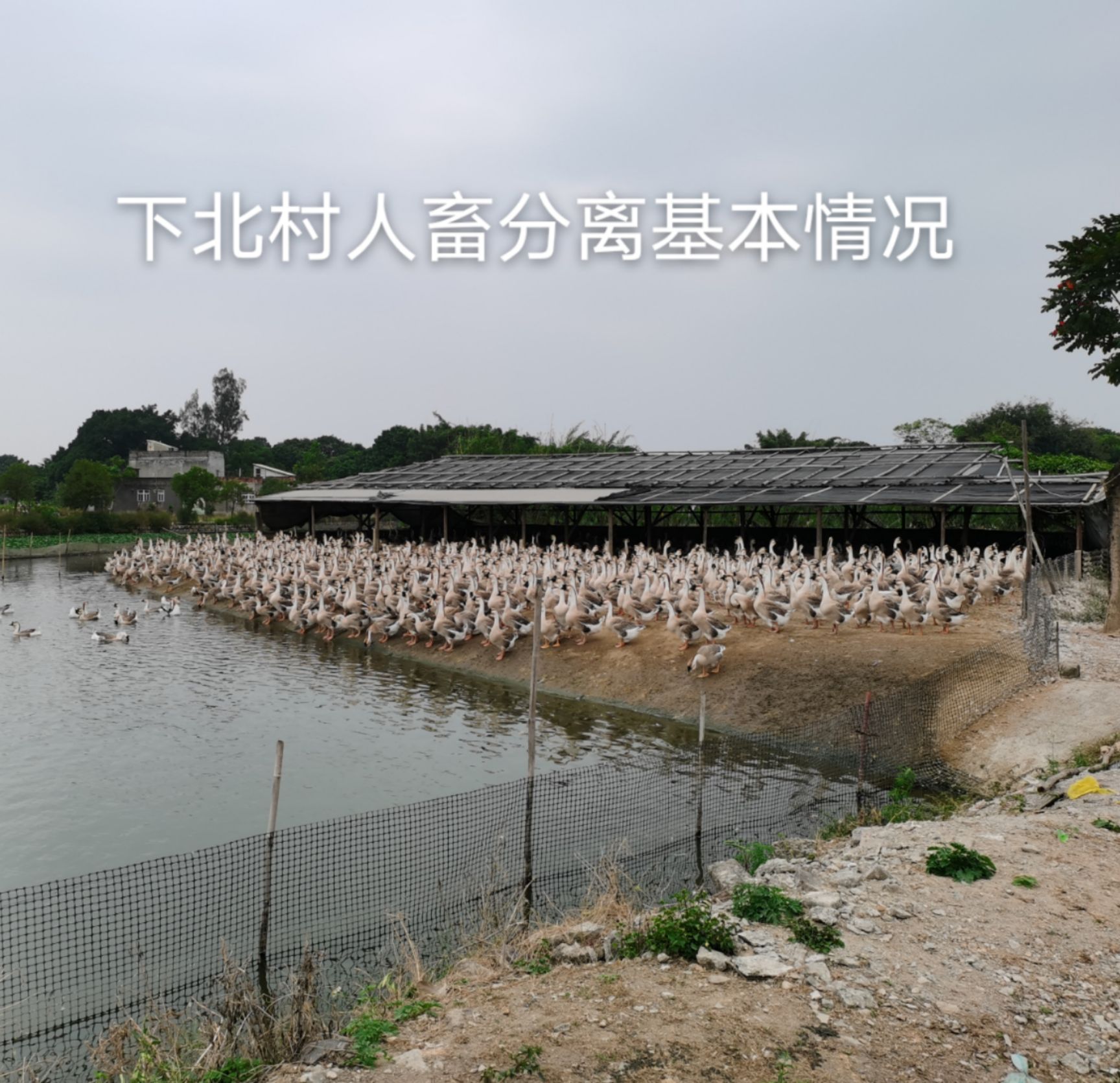 大种狮头鹅苗预订