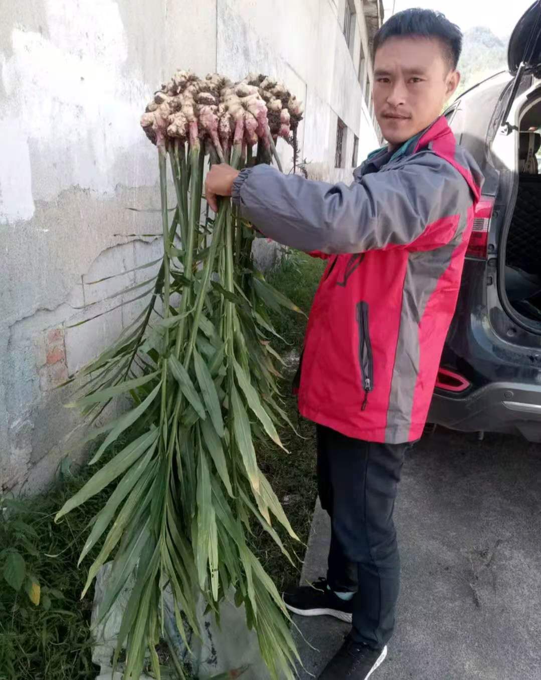 高产姜种（基地回收）（提供技术支持）