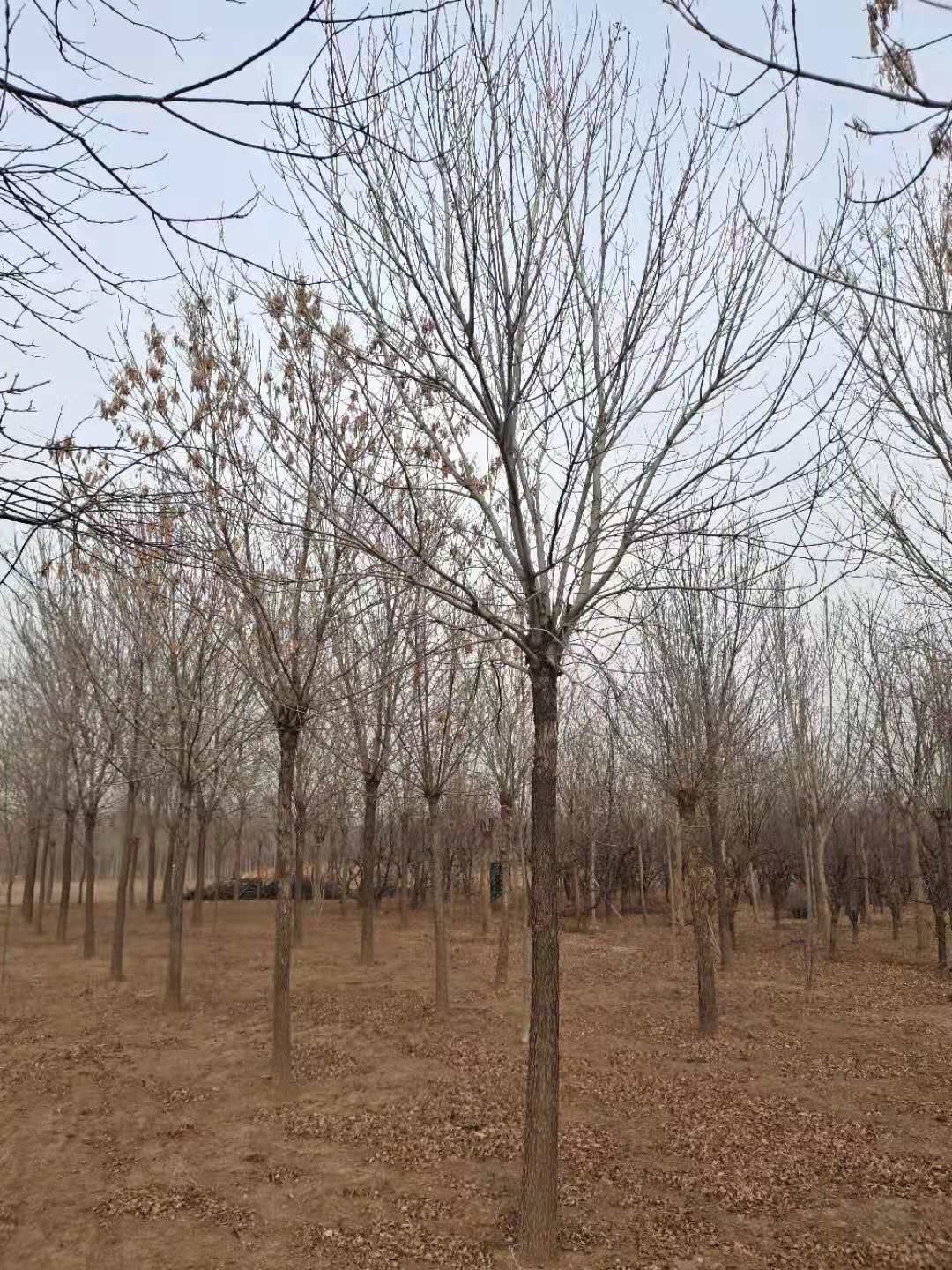  老式白蜡，树型优美，耐旱抗涝，耐高寒，宜管理，每需要联系我。