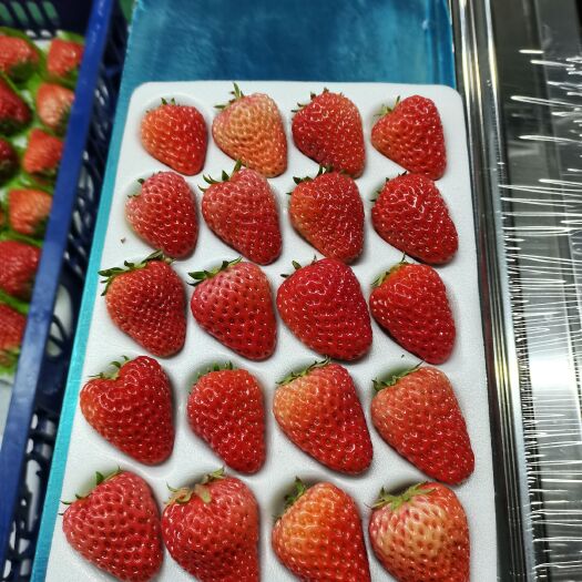 东港市红颜草莓  丹东久久草莓精品烘培小果