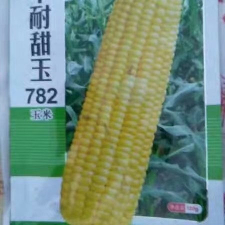 天津玉米种子 品质好！甜度高！产量高！市场和冷库都畅销品种！