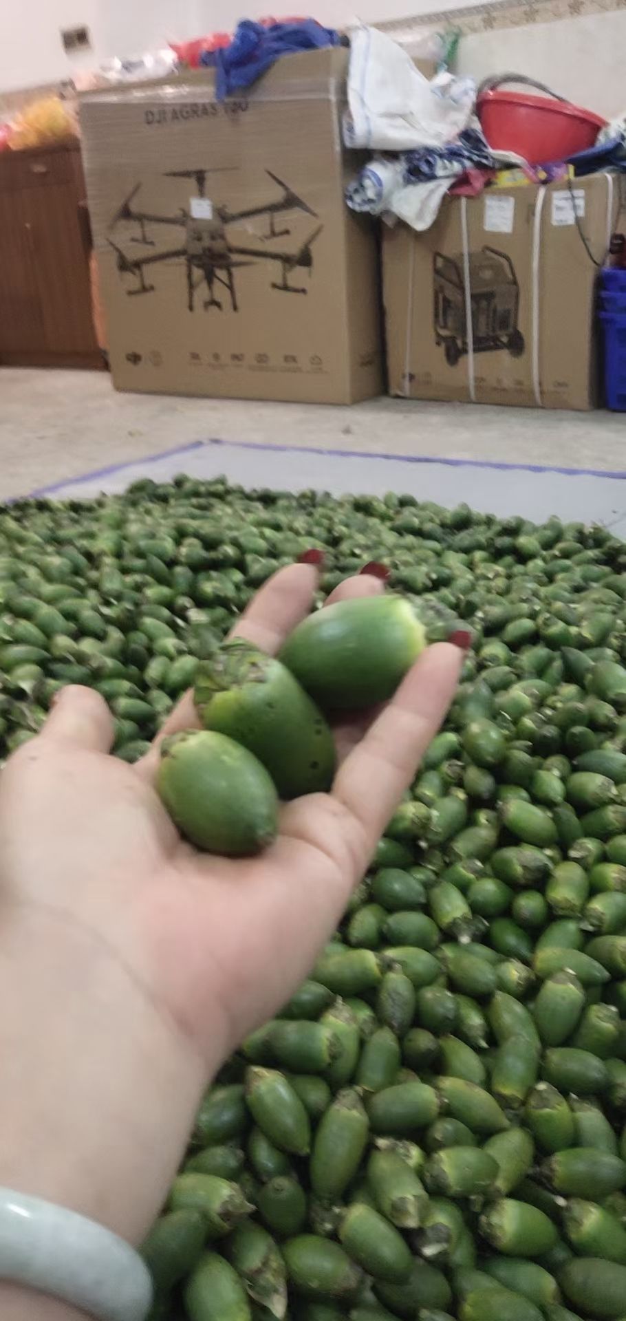 青果 青槟榔