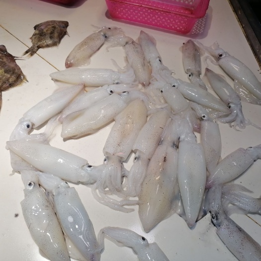 北海枪乌贼 