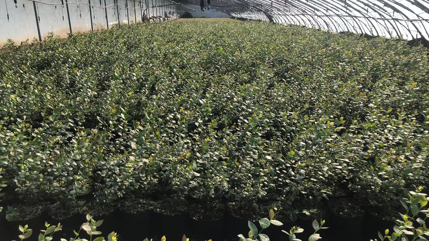 瑞卡蓝莓苗 组胚蓝莓树苗，品种有保障，欢迎实地参观