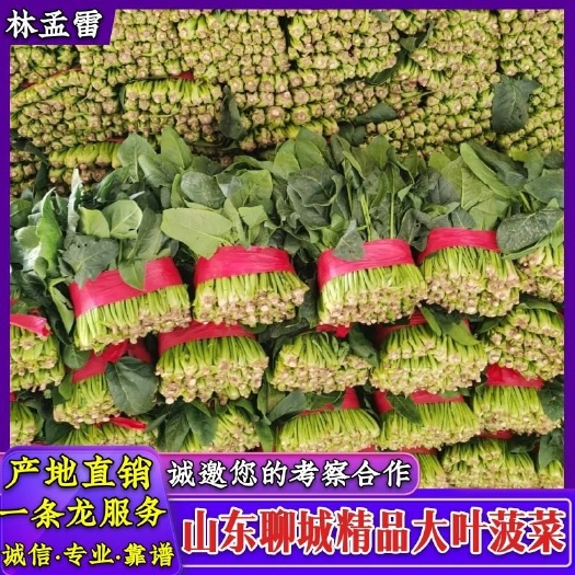 万亩大棚大叶菠菜大量上市了,产地直发口感好质量保证,专业实收