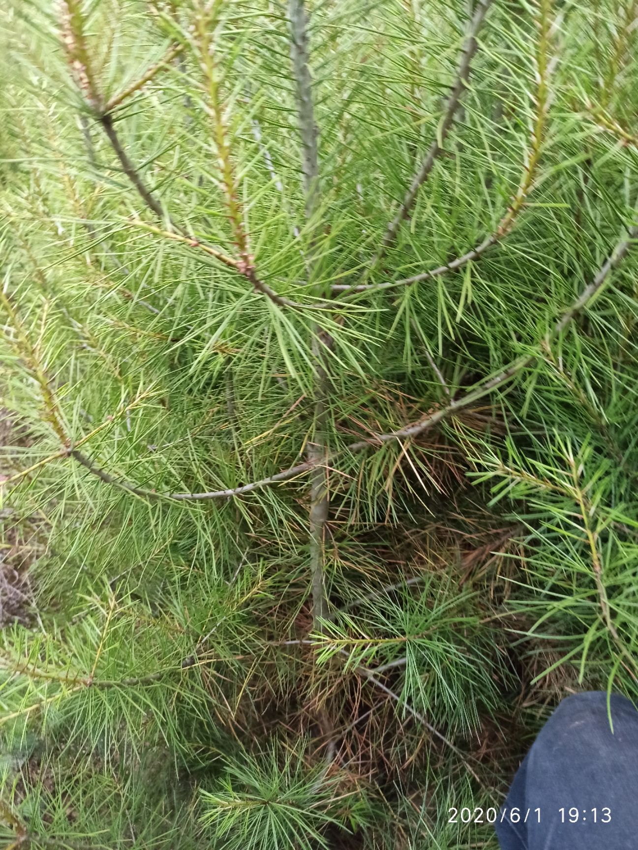 白皮松  1—1.5米杯苗（营养钵），18×18杯，21×2