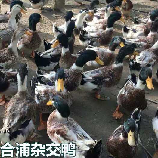 南宁合蒲杂交鸭苗 统苗 包运输成活率 包打疫苗 包技术指导