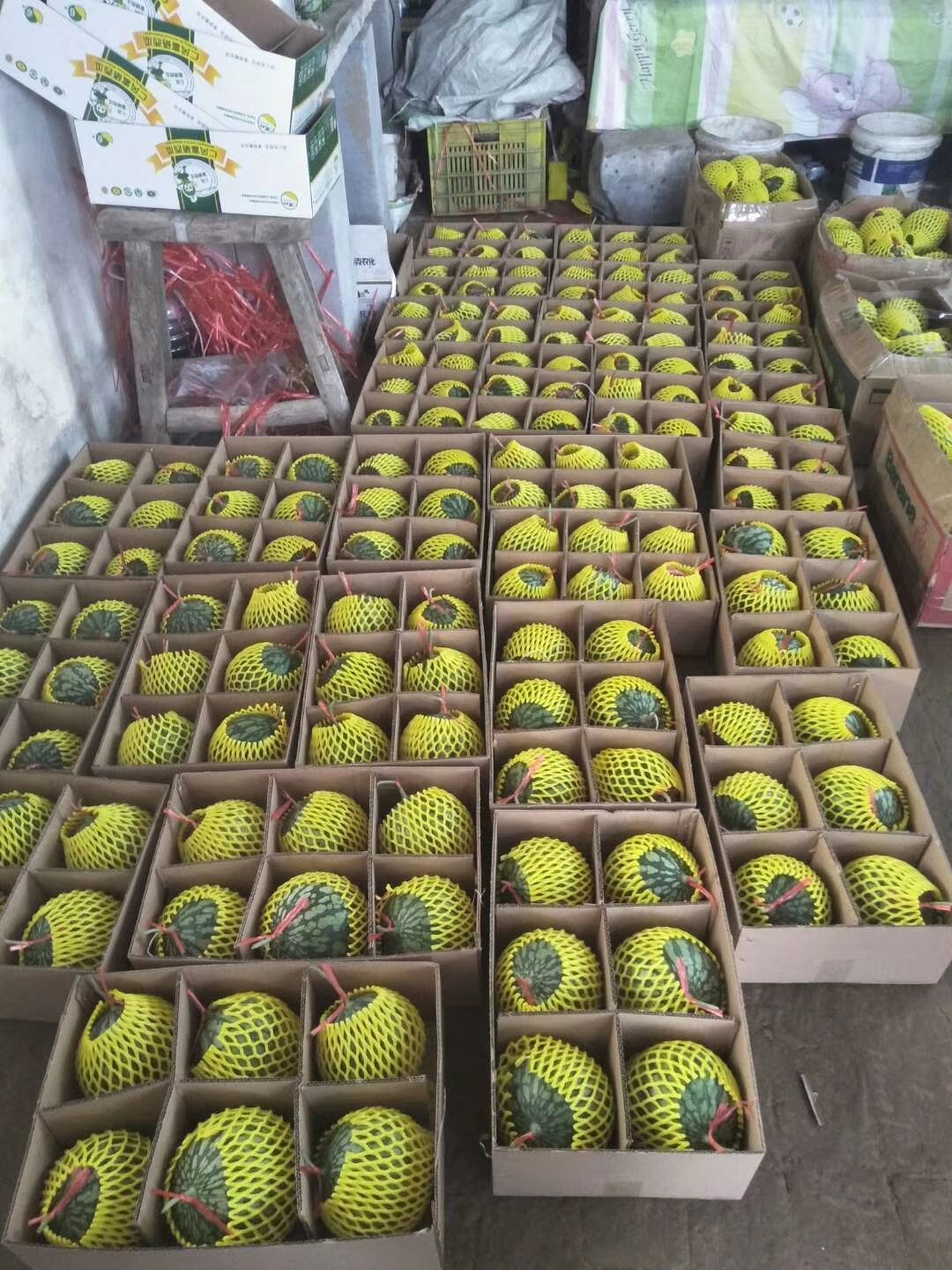 吊西瓜 仁风富硒西瓜