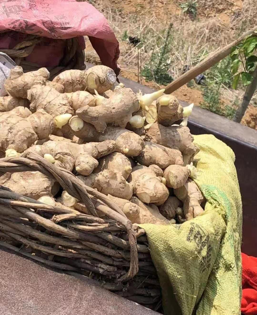 高产姜种（基地回收）（提供技术支持）