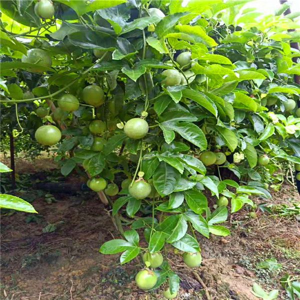 黄金百香果苗  黄金，台农，紫香，绿皮，木瓜百香果苗
