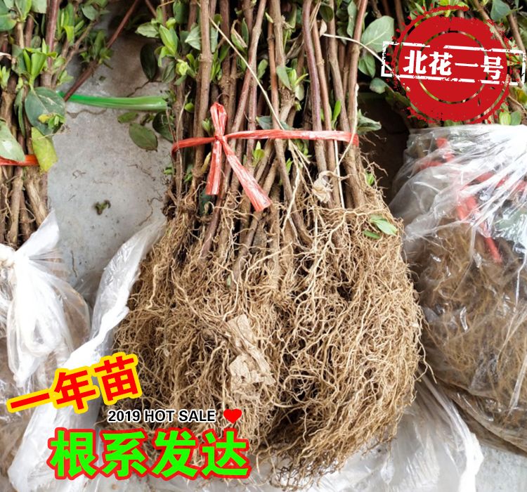 北花一号金银花种苗  顺丰包邮 超长花期 技术指导 干花回收