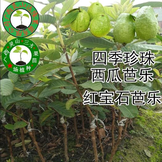灵山县珍珠番石榴苗  番石榴嫁接苗红宝石芭乐四季珍珠芭乐西瓜芭乐苗
