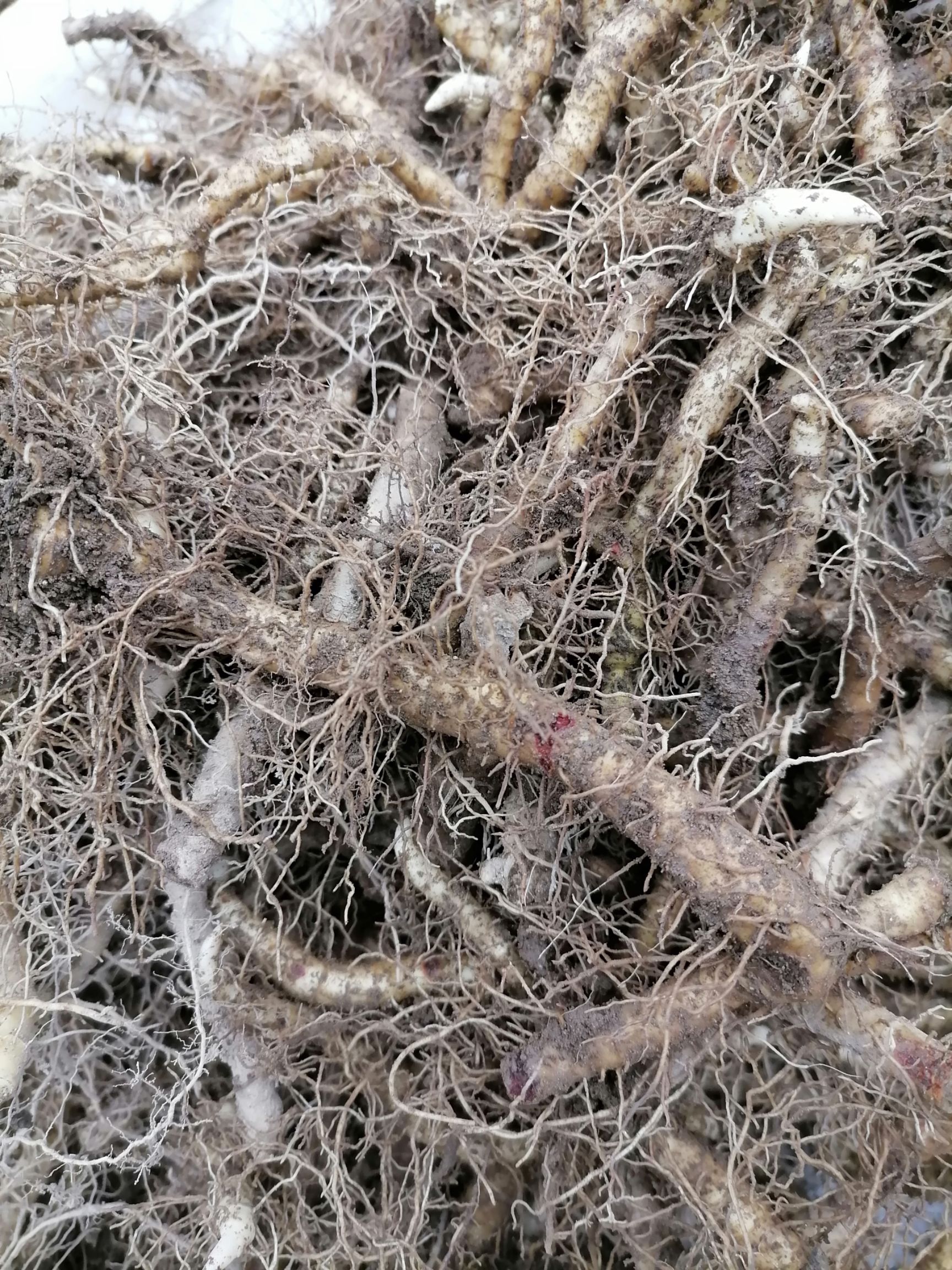 玉竹苗 大别山小玉竹种苗 细长条尾参块茎种苗基地直供