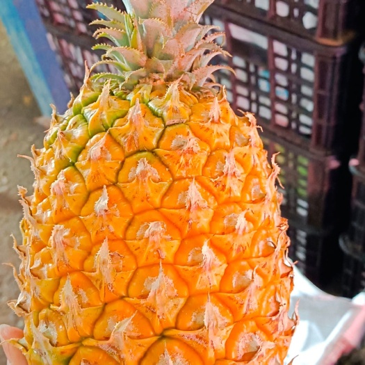 邯郸香水菠萝  【优选】海南菠萝，无黑心黑刺，口感好，质量有保障