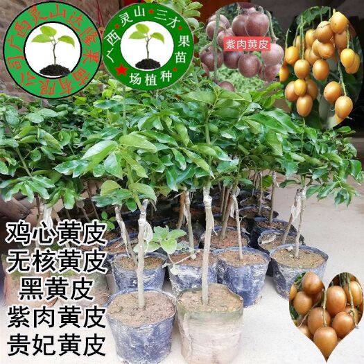 灵山县鸡心黄皮苗  鸡心黄皮黑黄皮无核黄皮紫肉黄皮贵妃黄皮嫁接苗