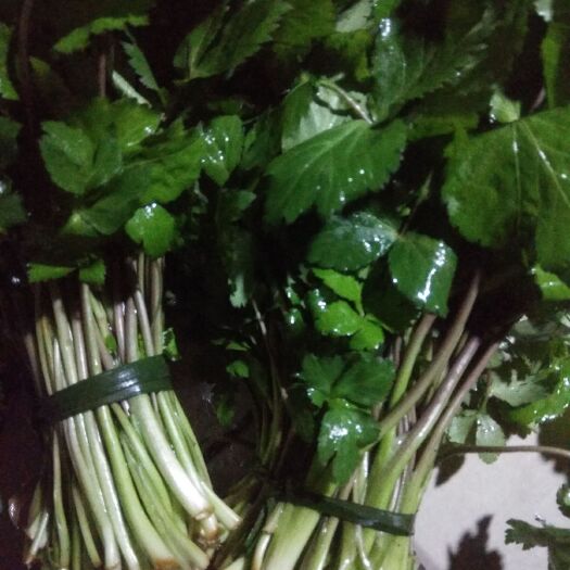 东安县野芹菜   野菜.大叶芹，
鸭脚菜