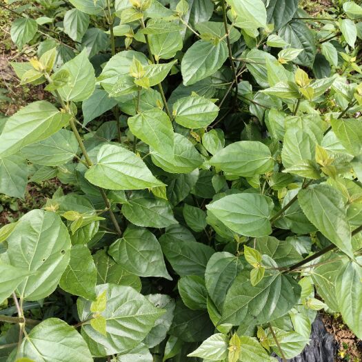 桂林豆腐柴苗  豆腐树苗