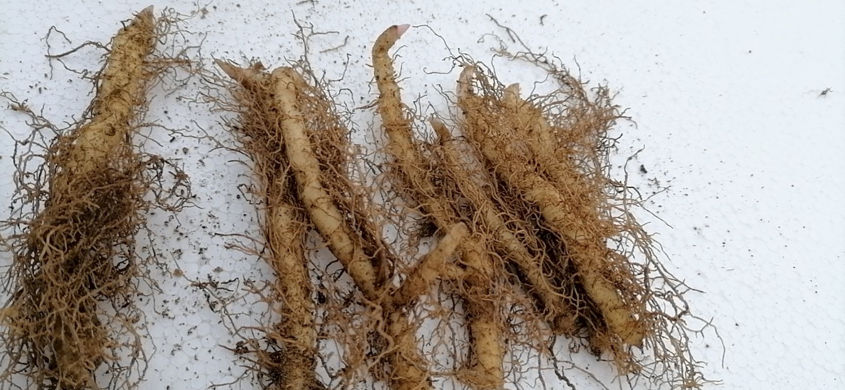 玉竹苗 大别山小玉竹种苗 细长条尾参块茎种苗基地直供