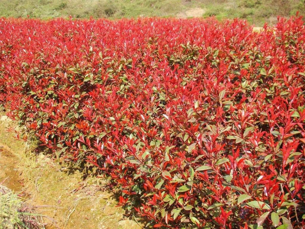 红叶石楠