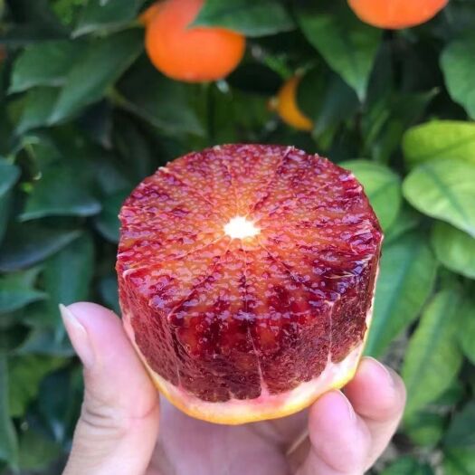 秭归县 塔罗科血橙
