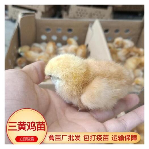 玉林三黄鸡苗 鸡苗