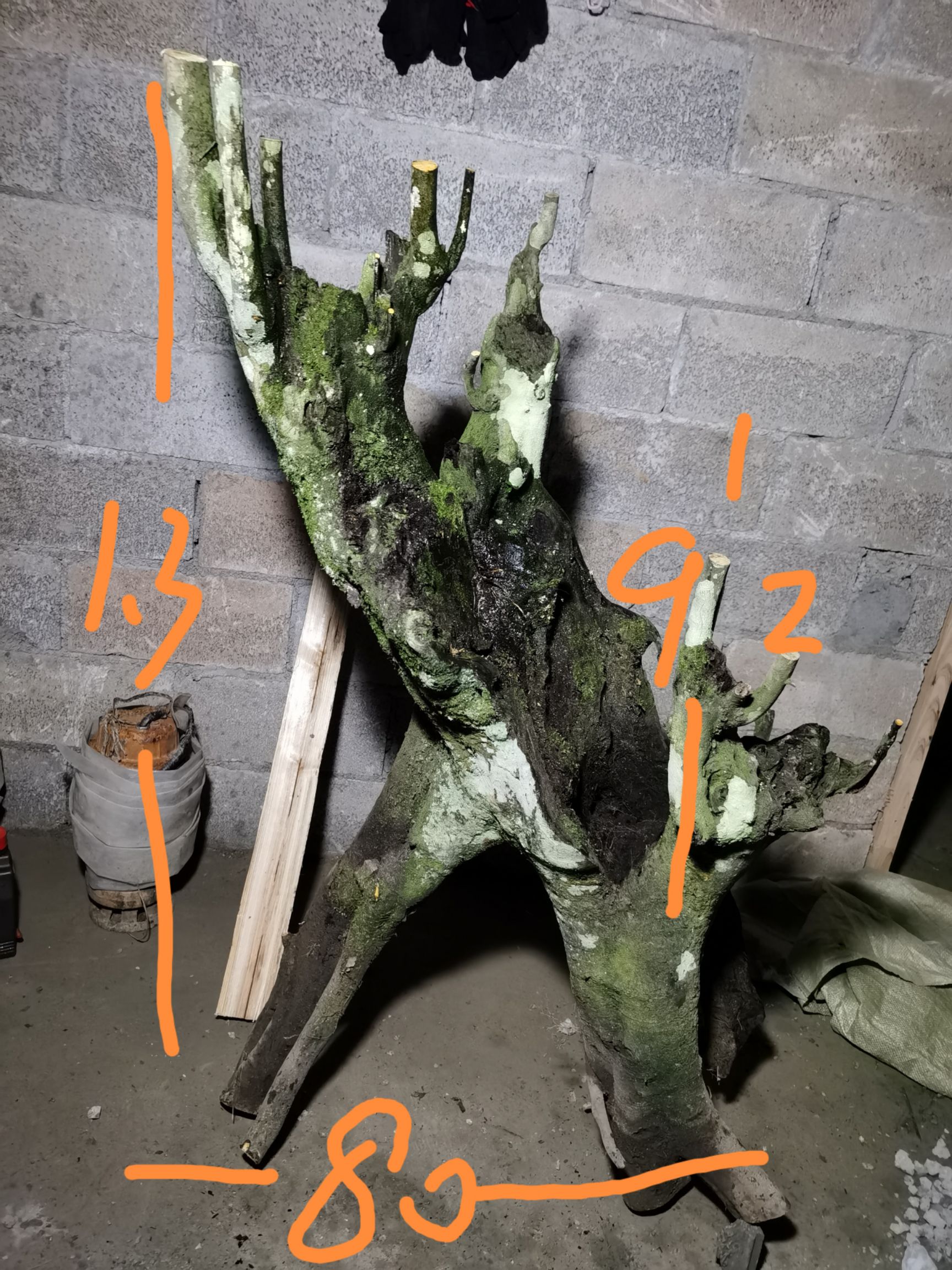  金弹子，金弹子盆景古桩