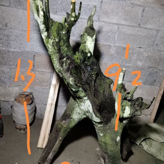 思南县 金弹子，金弹子盆景古桩