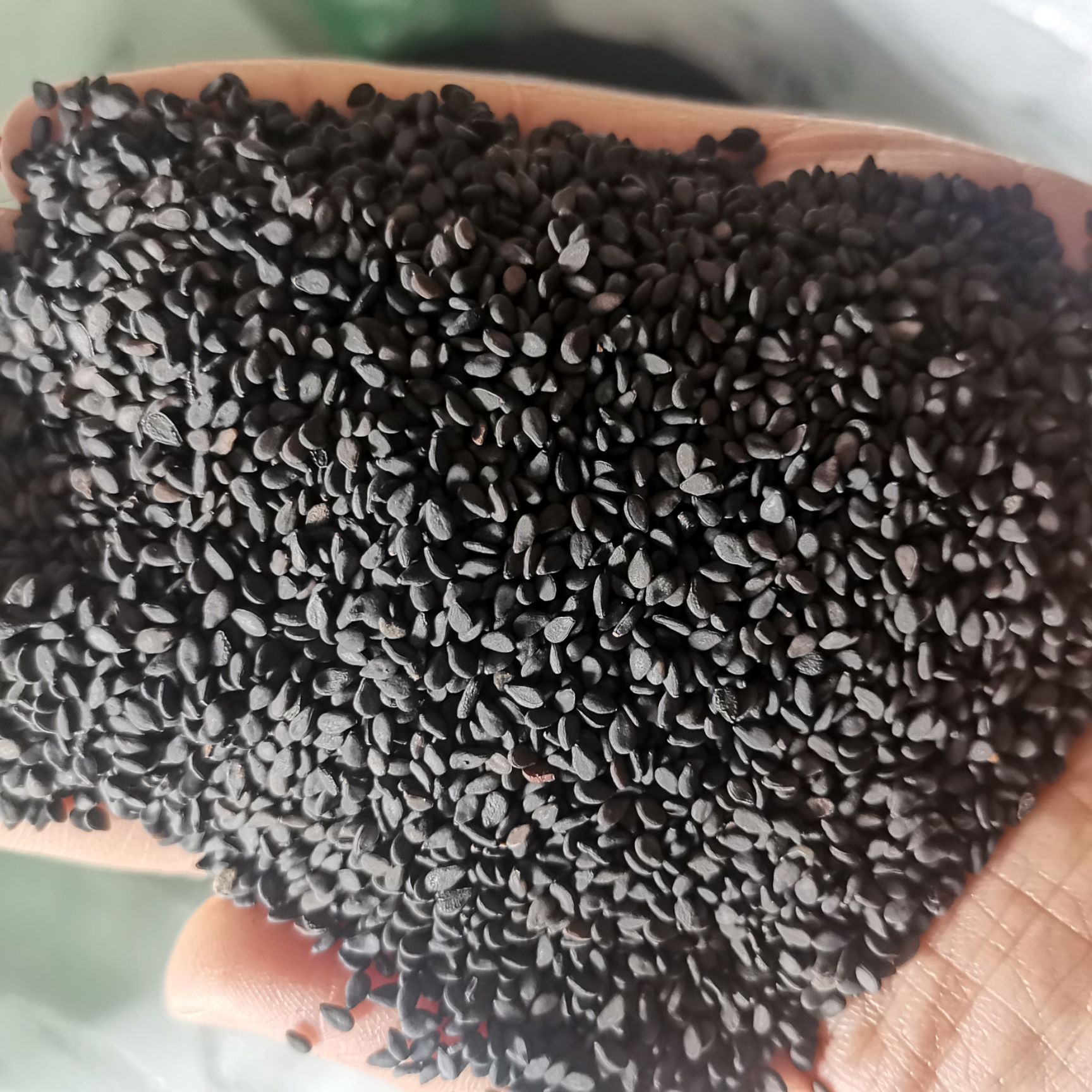 黑芝麻，熟黑芝麻，国产等品种齐全黑芝麻