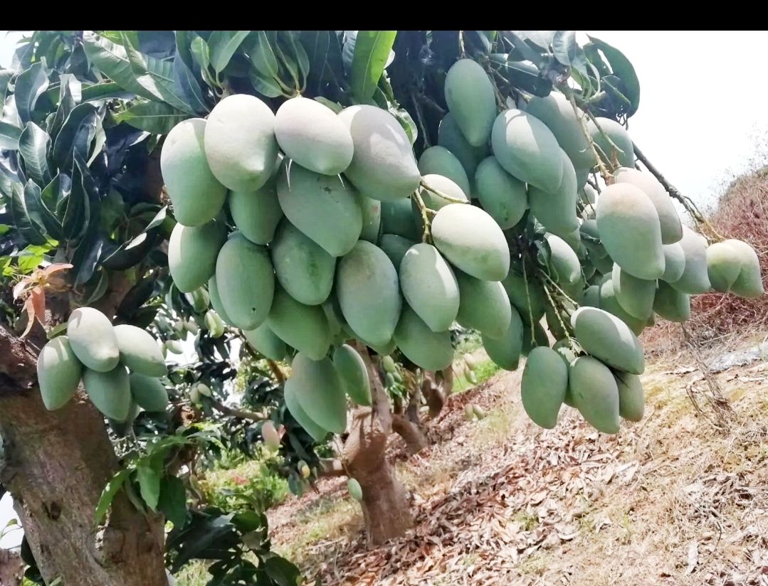 金煌芒果苗  包邮精品【广西灵山四季，金煌芒果大苗】/直销