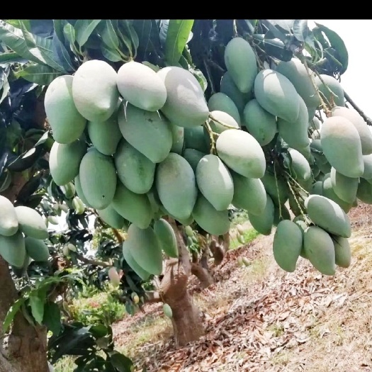 灵山县金煌芒果苗  包邮精品【广西灵山四季，金煌芒果大苗】/直销