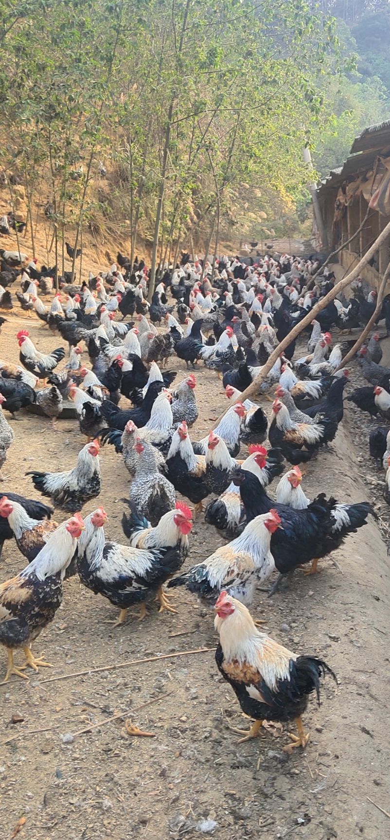 阉鸡  芦花阉，五黑阉，180天均重5斤45，（大阉）